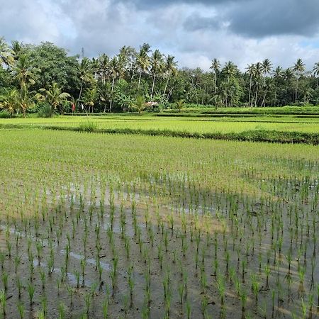 New 4 Bedroom Villa Surrounded By Jungle And Ricefields Ubud  Exterior photo