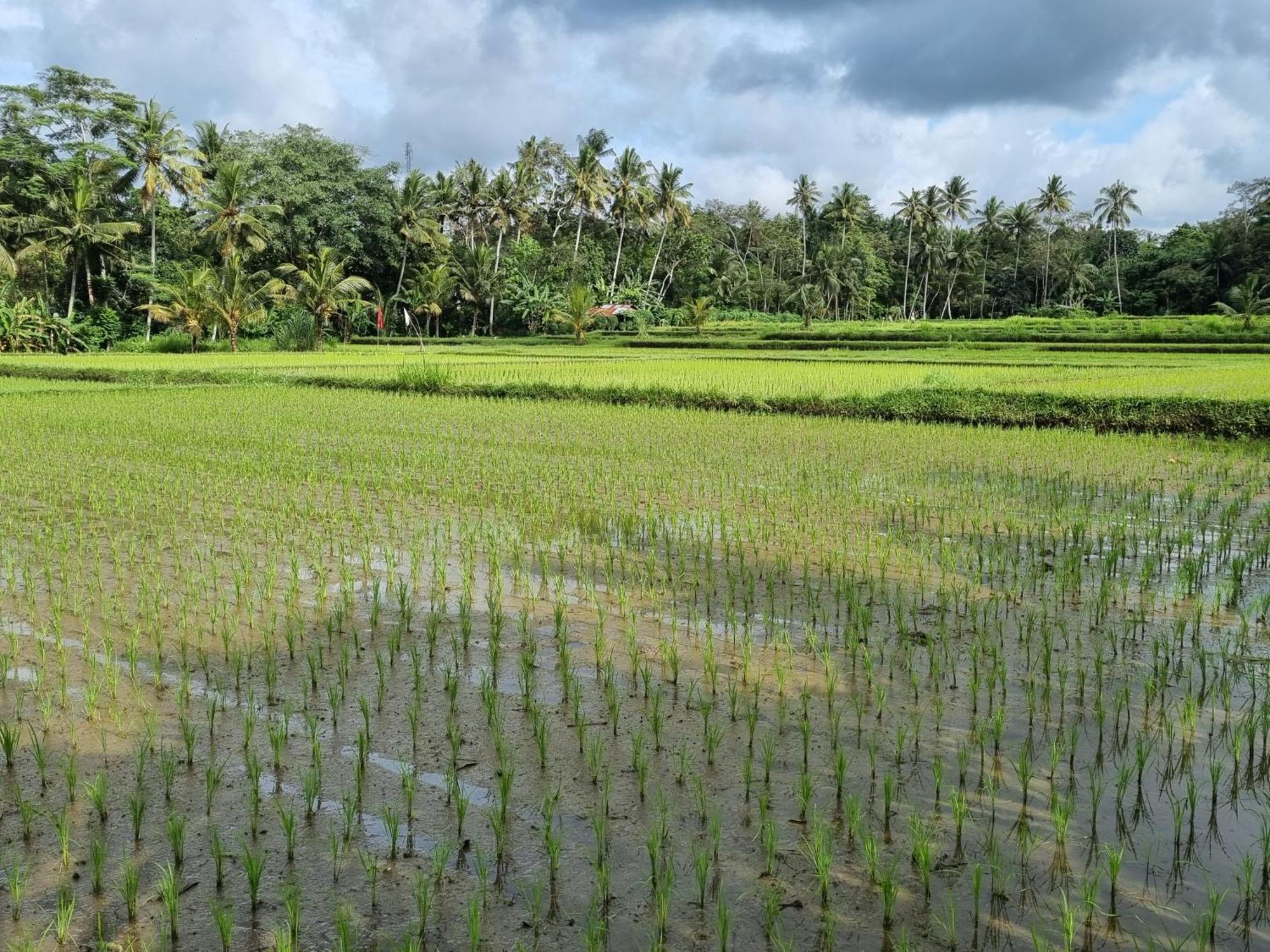 New 4 Bedroom Villa Surrounded By Jungle And Ricefields Ubud  Exterior photo
